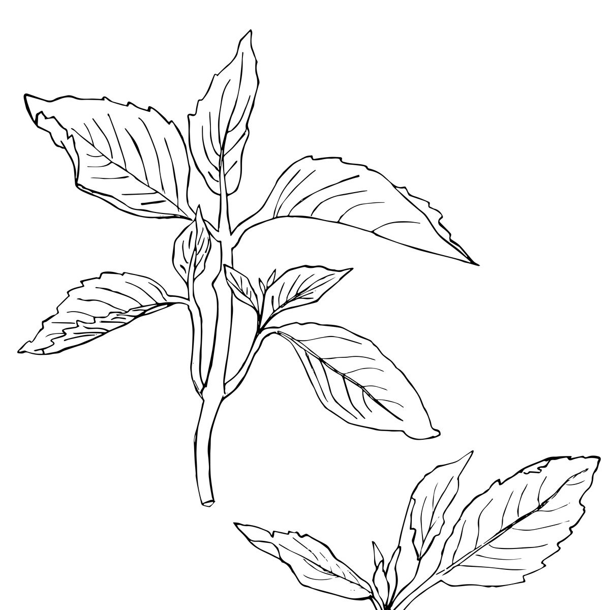 Illustration of basil: Herb Series