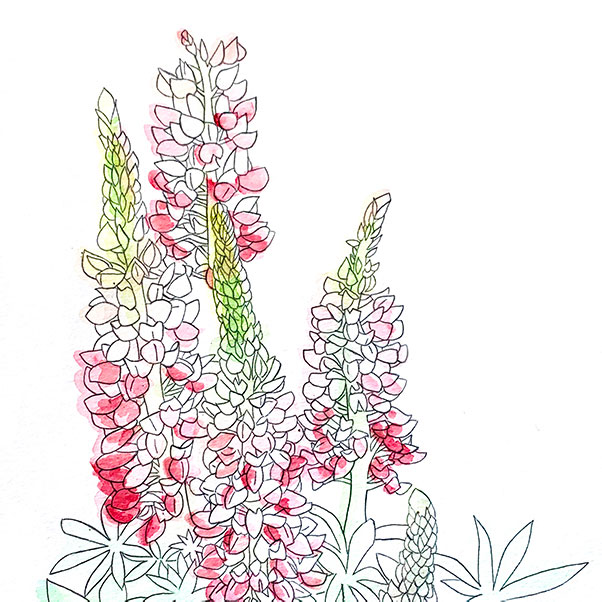 Illustration of lupines: Bloom Illustration Series.