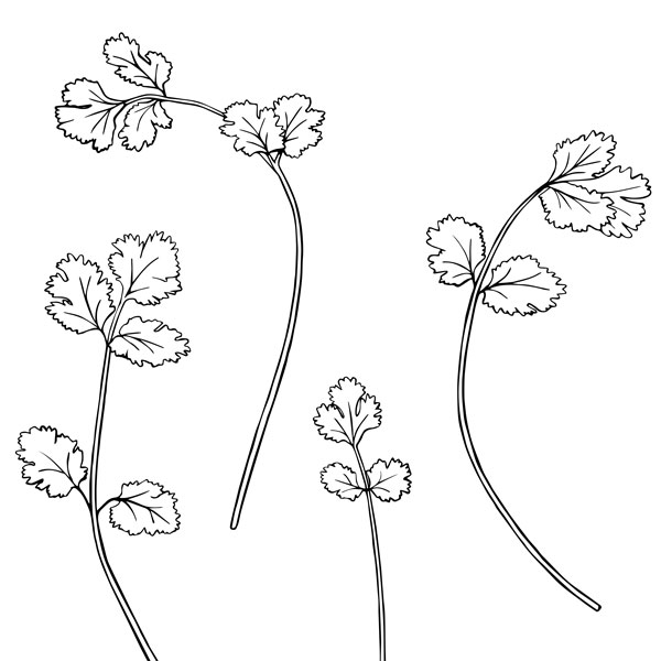 Illustration of fresh cilantro