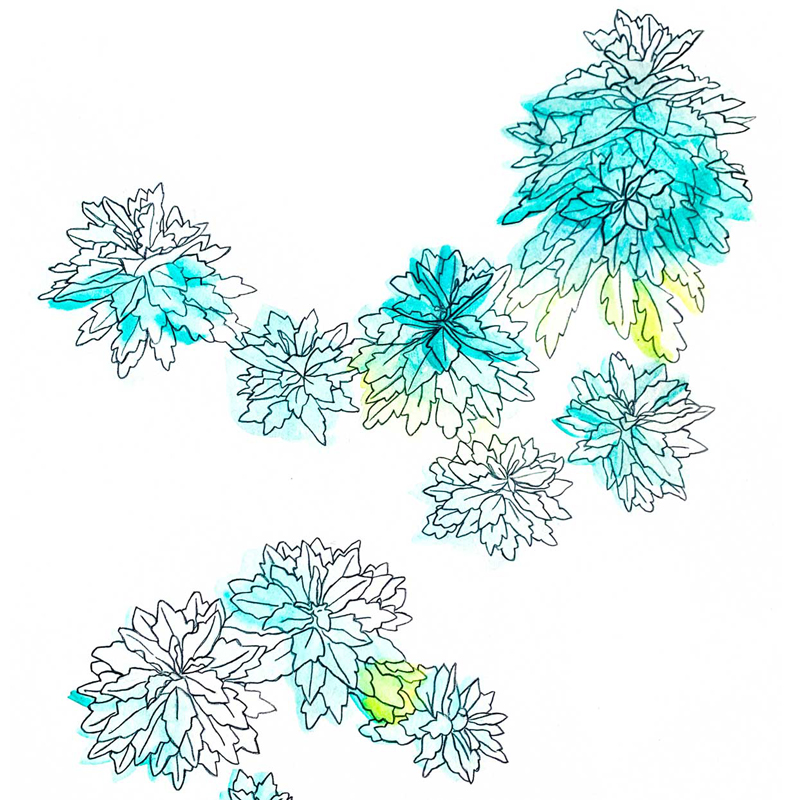 Illustration of green and yellow chrysanthemums