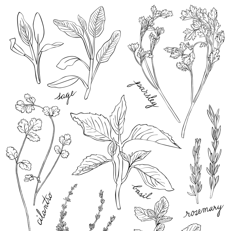 Illustration of herbs