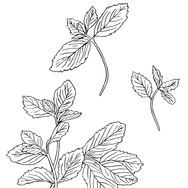 Illustration of fresh mint