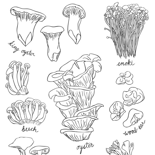 Illustration of mushrooms