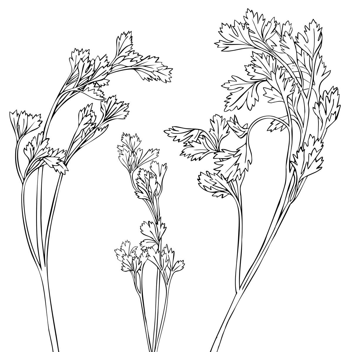 Illustration of basil: Herb Series