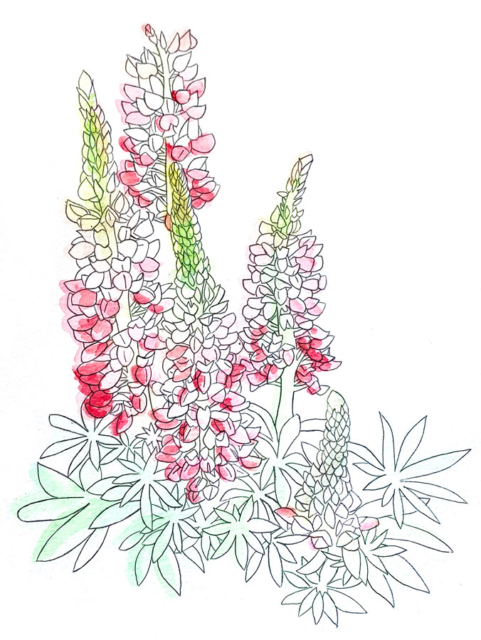 Bloom Illustration Series