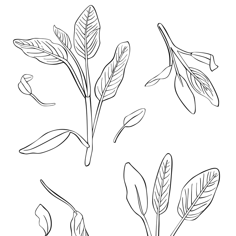 Illustration of sage