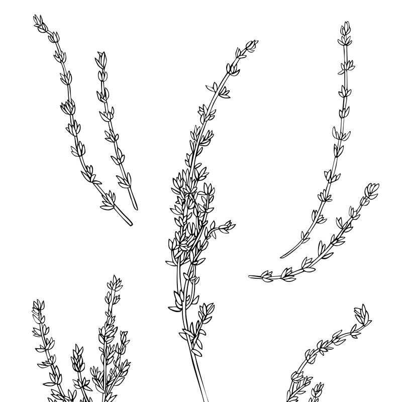 Illustration of thyme