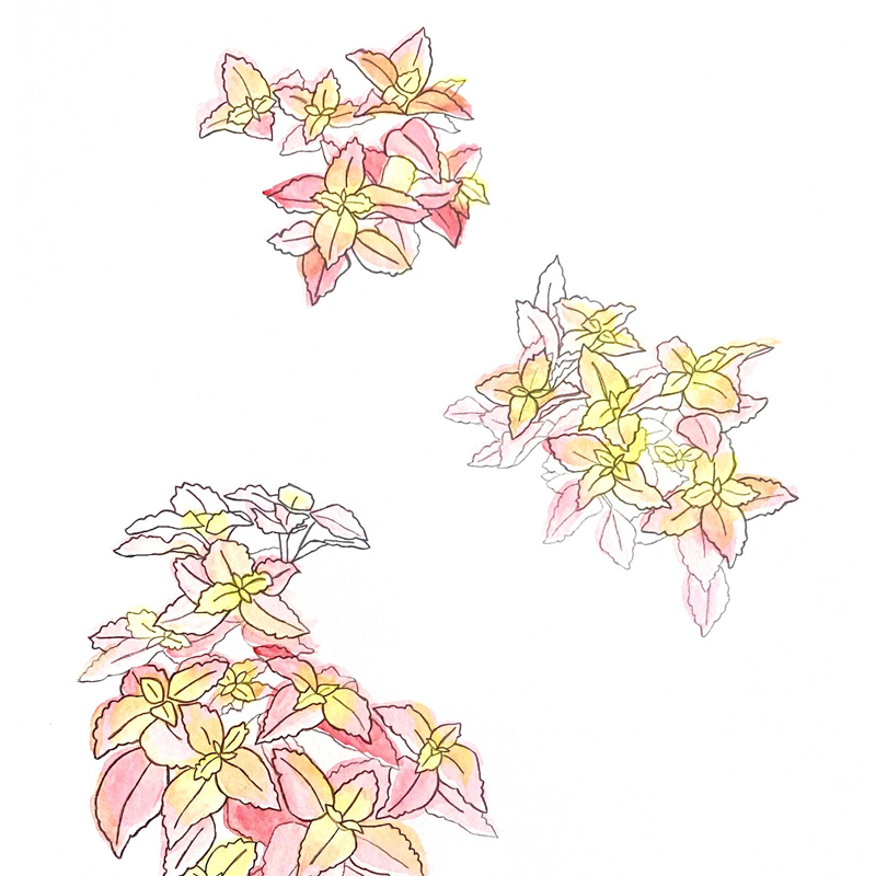 Illustration of pink and yellow flowers